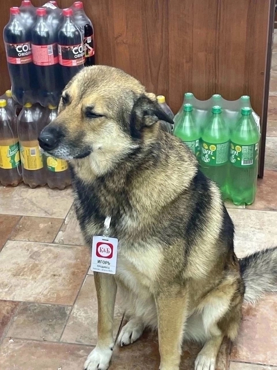🐕 Найдет самый лучший сотрудник
Пушистый работник по кличке Игорь ещё проходит стажировку, но уже завоевал сердца посетителей. 
@stvadvor | Сетка — новая социальная сеть от hh.ru