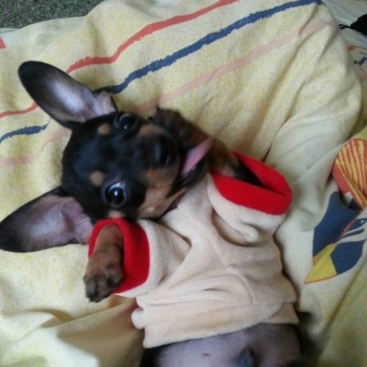 Елена Елена | Сетка — социальная сеть от hh.ru