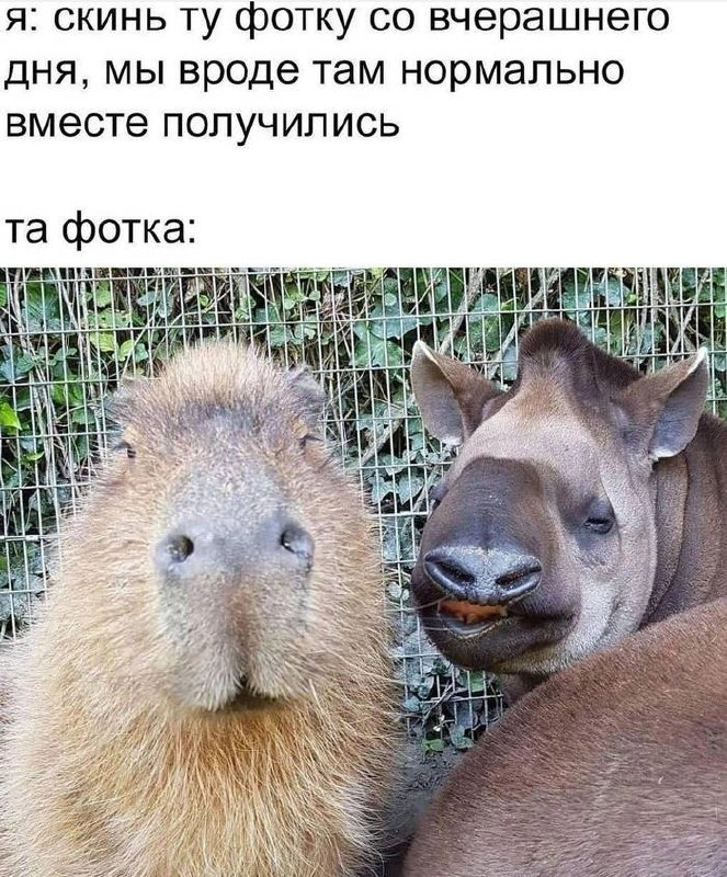 Мем
Продолжаю рубрику позавчерашний мем, мне нравится. 
Делись в комментариях своим любимым мемом прошлой недели*
#мемвшляпе | Сетка — новая социальная сеть от hh.ru