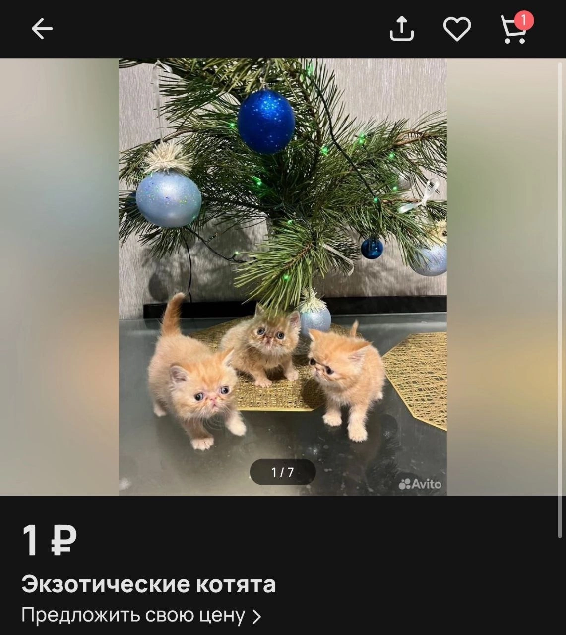 Эти котята = я в последнюю рабочую неделю года | Сетка — новая социальная сеть от hh.ru