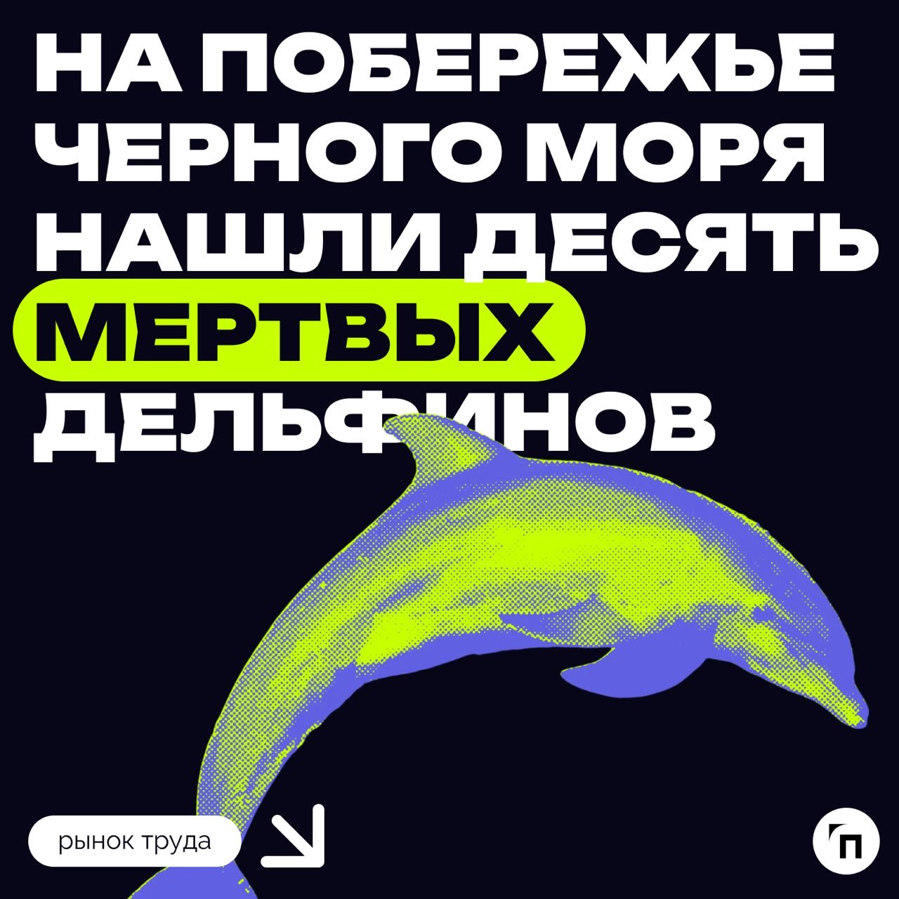 🐬 На побережье Черного моря после разлива мазута нашли уже десять мертвых дельфинов
Под Новороссийском на берегу Черного моря после разлива мазута нашли восемь мертвых дельфинов, сообщает научно-эколо... | Сетка — новая социальная сеть от hh.ru
