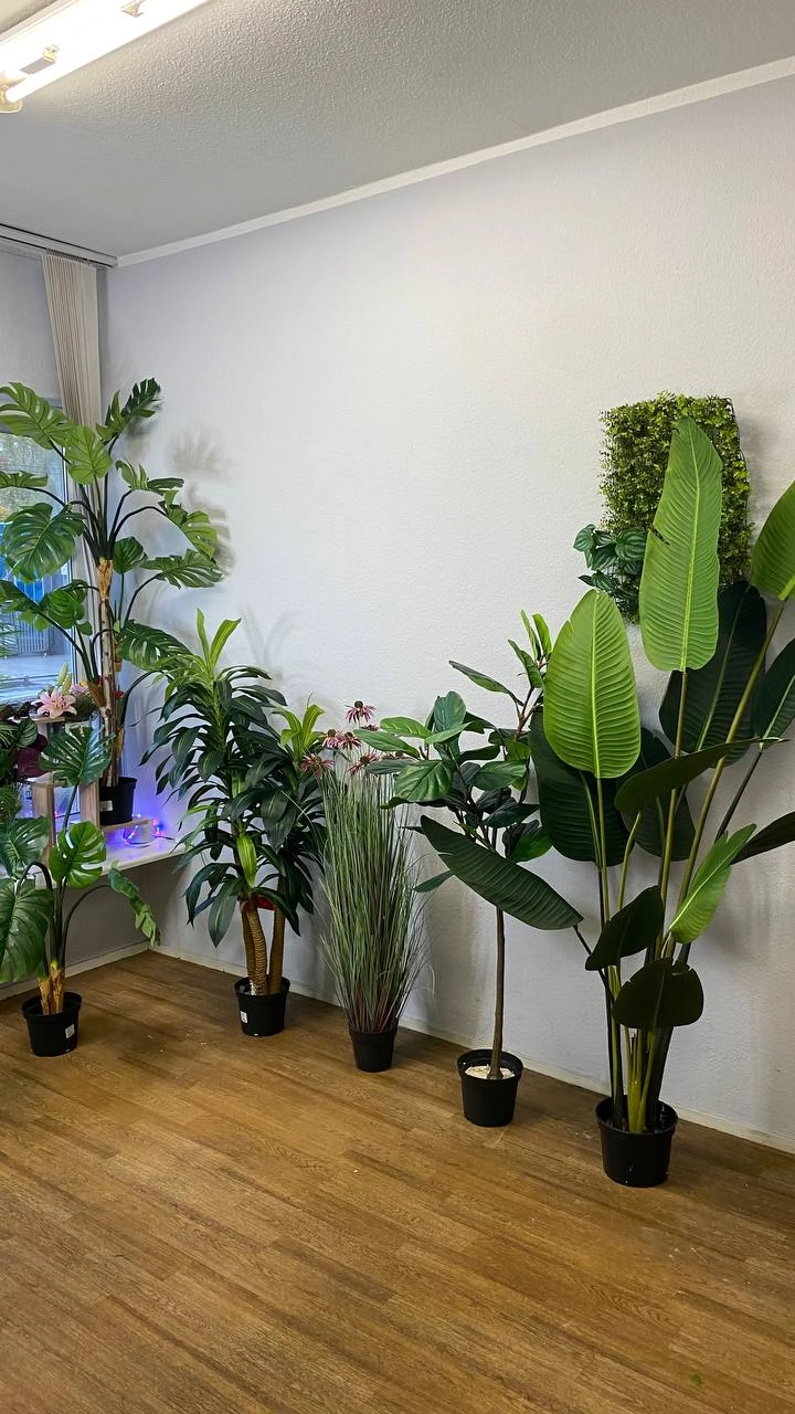 Стрелиция Николая, 220 см. 🤩 в Наличии! 
Отличное интерьерное декор, без лишних хлопот!) 
Fitostor.ru
89041076536 | Сетка — новая социальная сеть от hh.ru