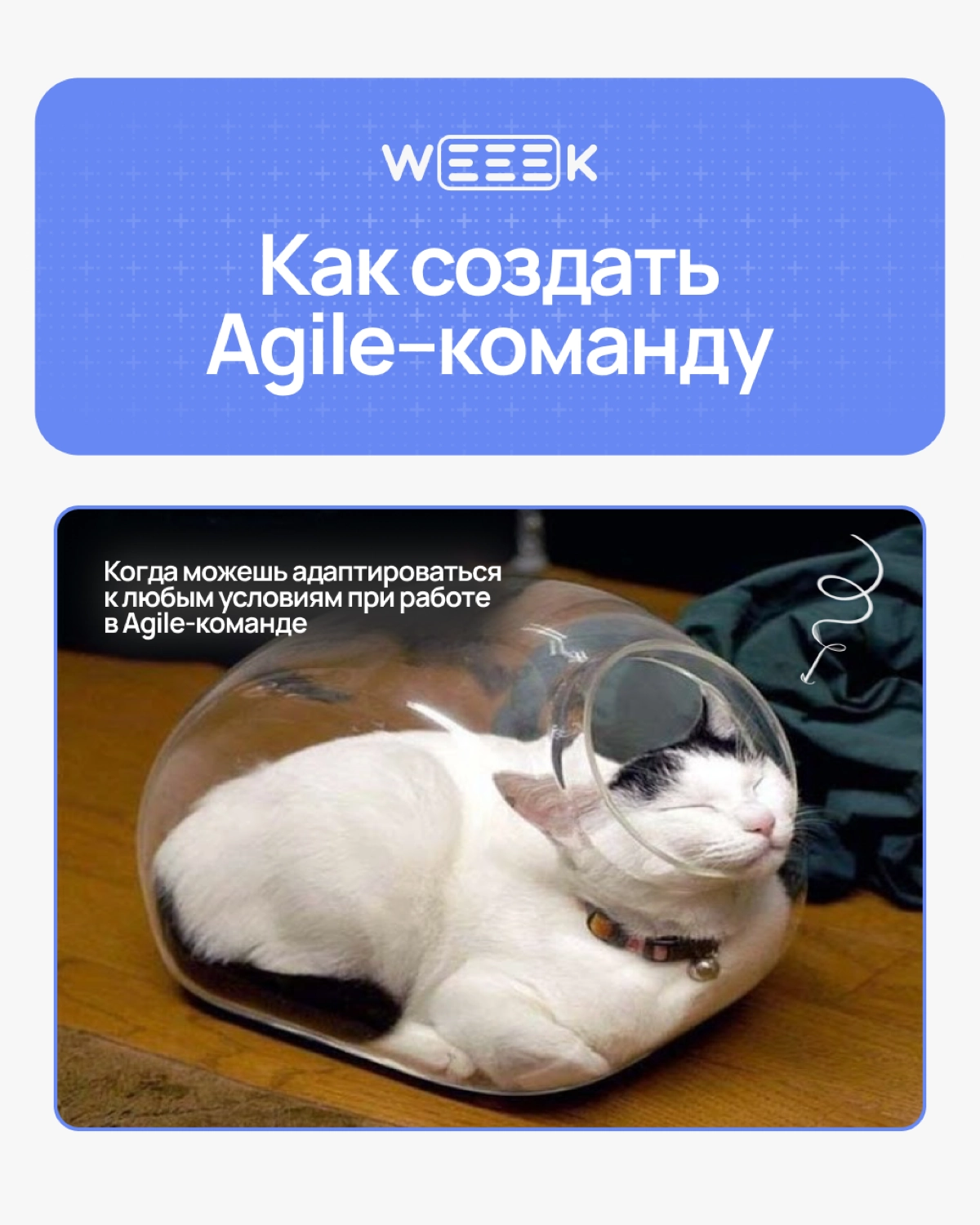 Мечтаешь о команде, которая сама всё делает, а ты просто наблюдаешь? Ну, почти так и будет, если правильно внедрить Agile. В карточках разобрали, как это сделать 🏆 | Сетка — новая социальная сеть от hh.ru