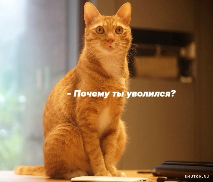 Сетка — новая социальная сеть от hh.ru