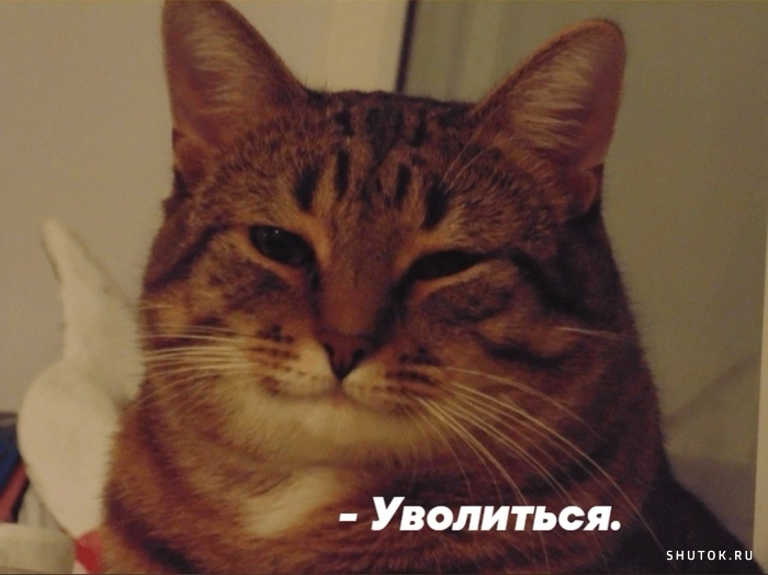 Сетка — новая социальная сеть от hh.ru