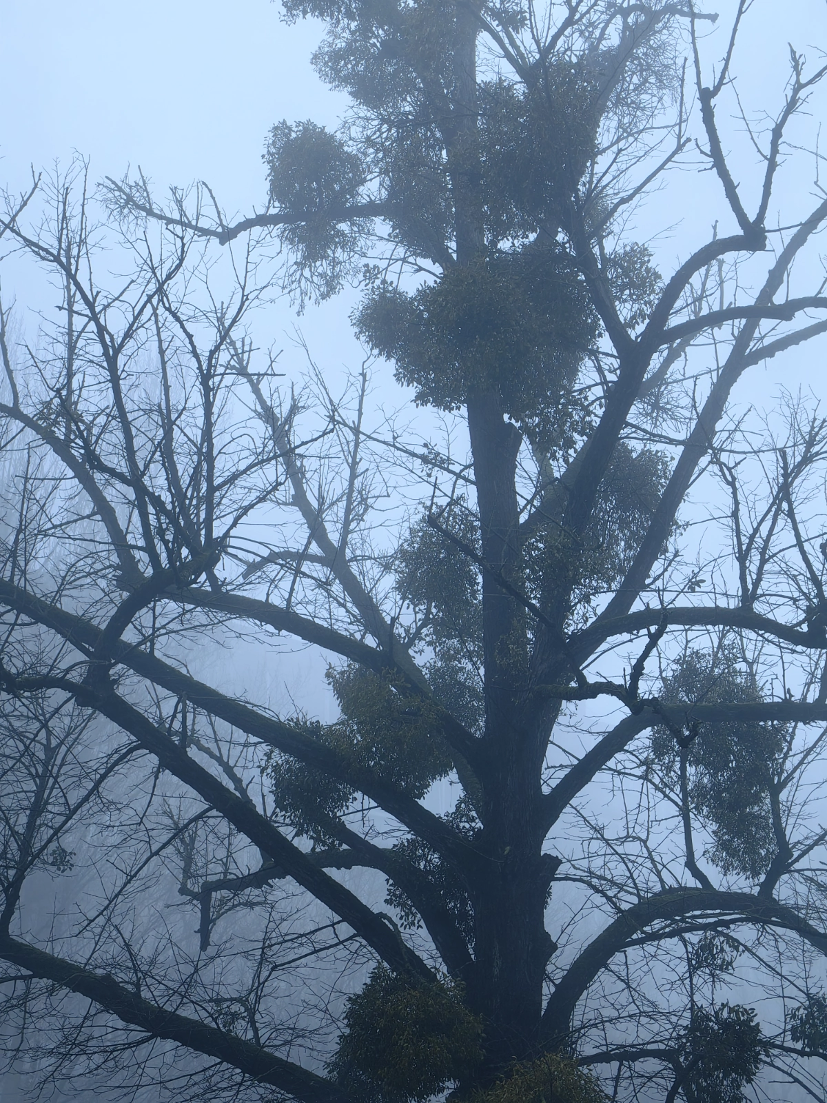 Калининград утро, дорога до офиса 🌫️ | Сетка — новая социальная сеть от hh.ru