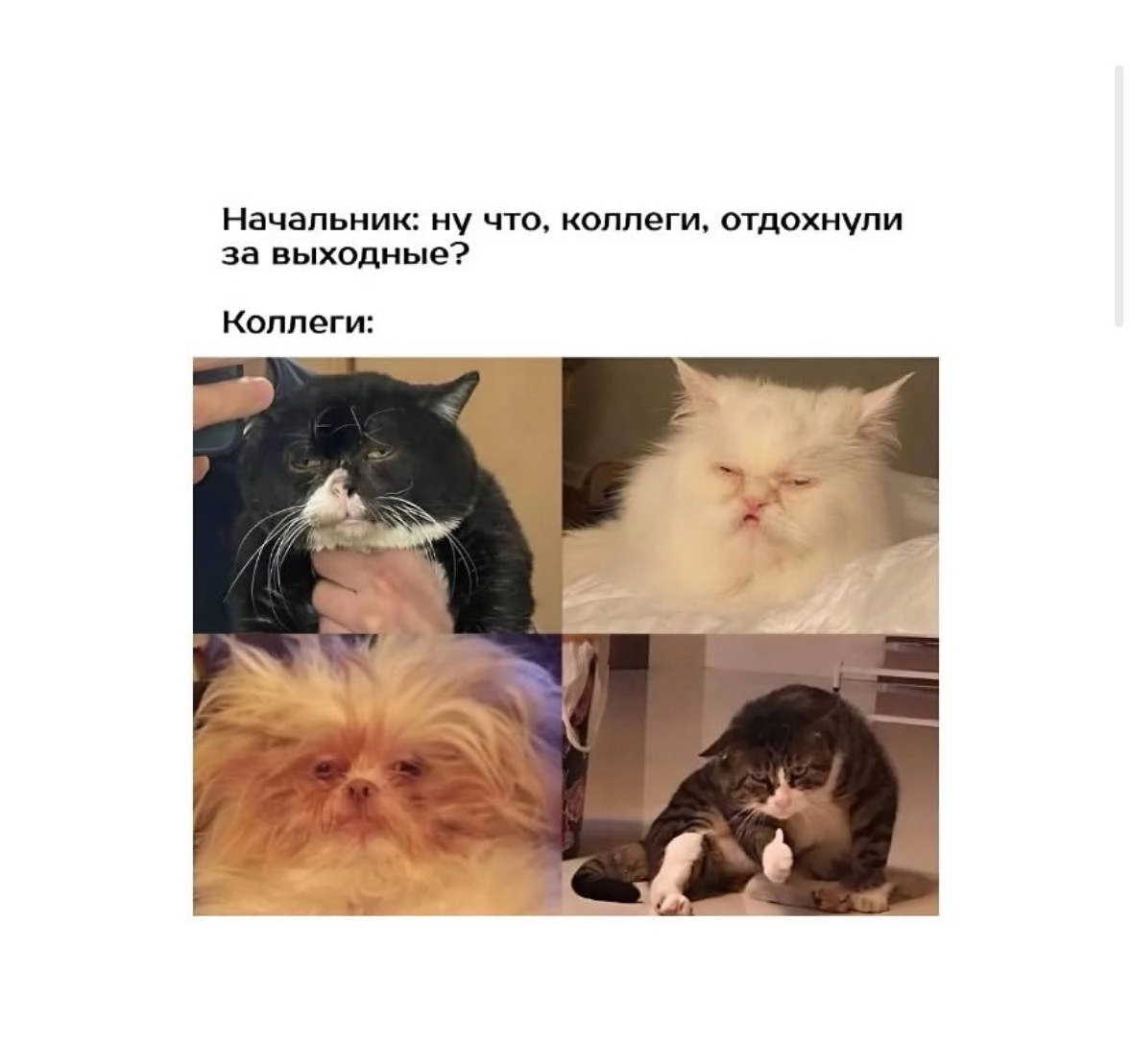 Традиционный легальный просмотр мемов на работе 😉 | Сетка — новая социальная сеть от hh.ru