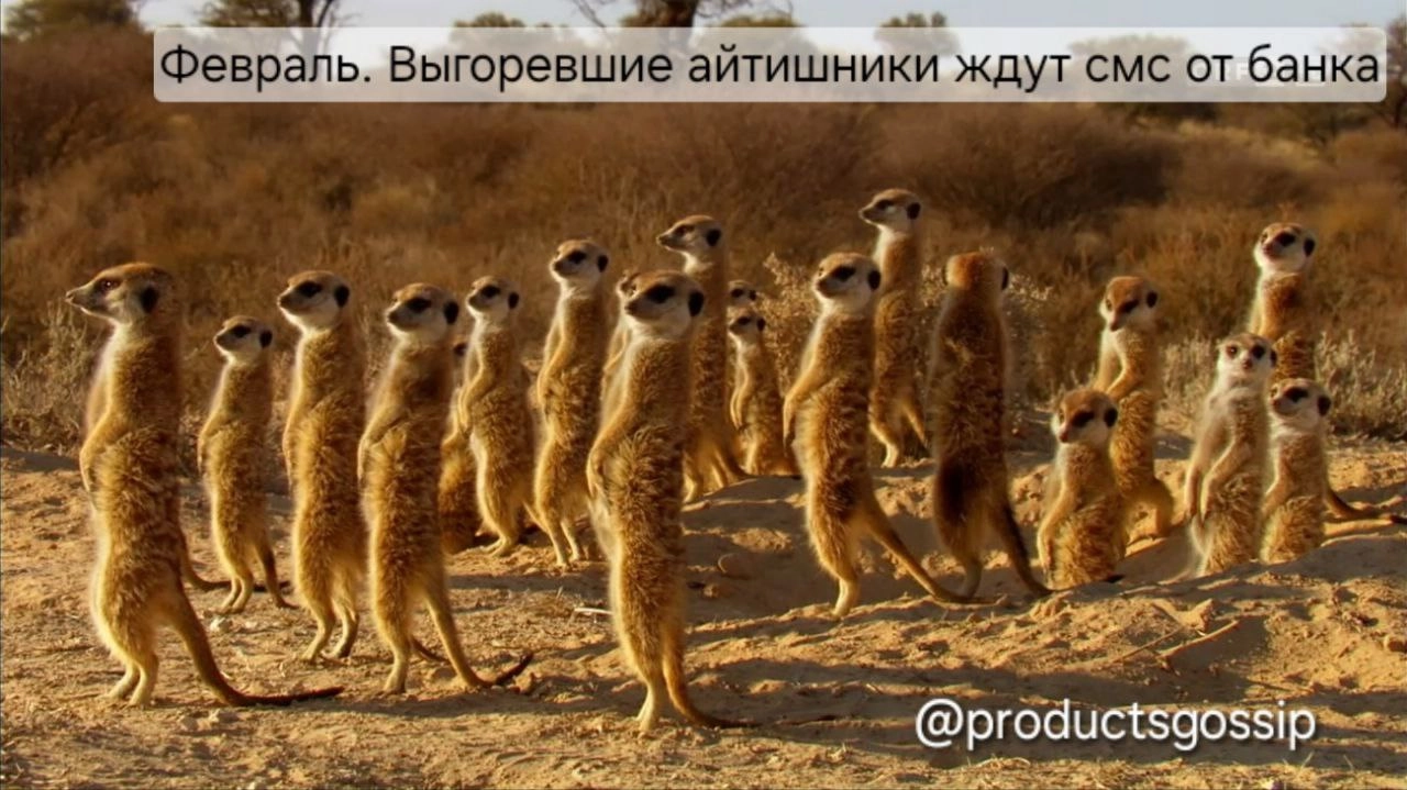 Всех с пятницей!
#сурикаты@productsgossip
Таня, [ex-B2B 👩‍💻] 
@productsgossip | Сетка — новая социальная сеть от hh.ru