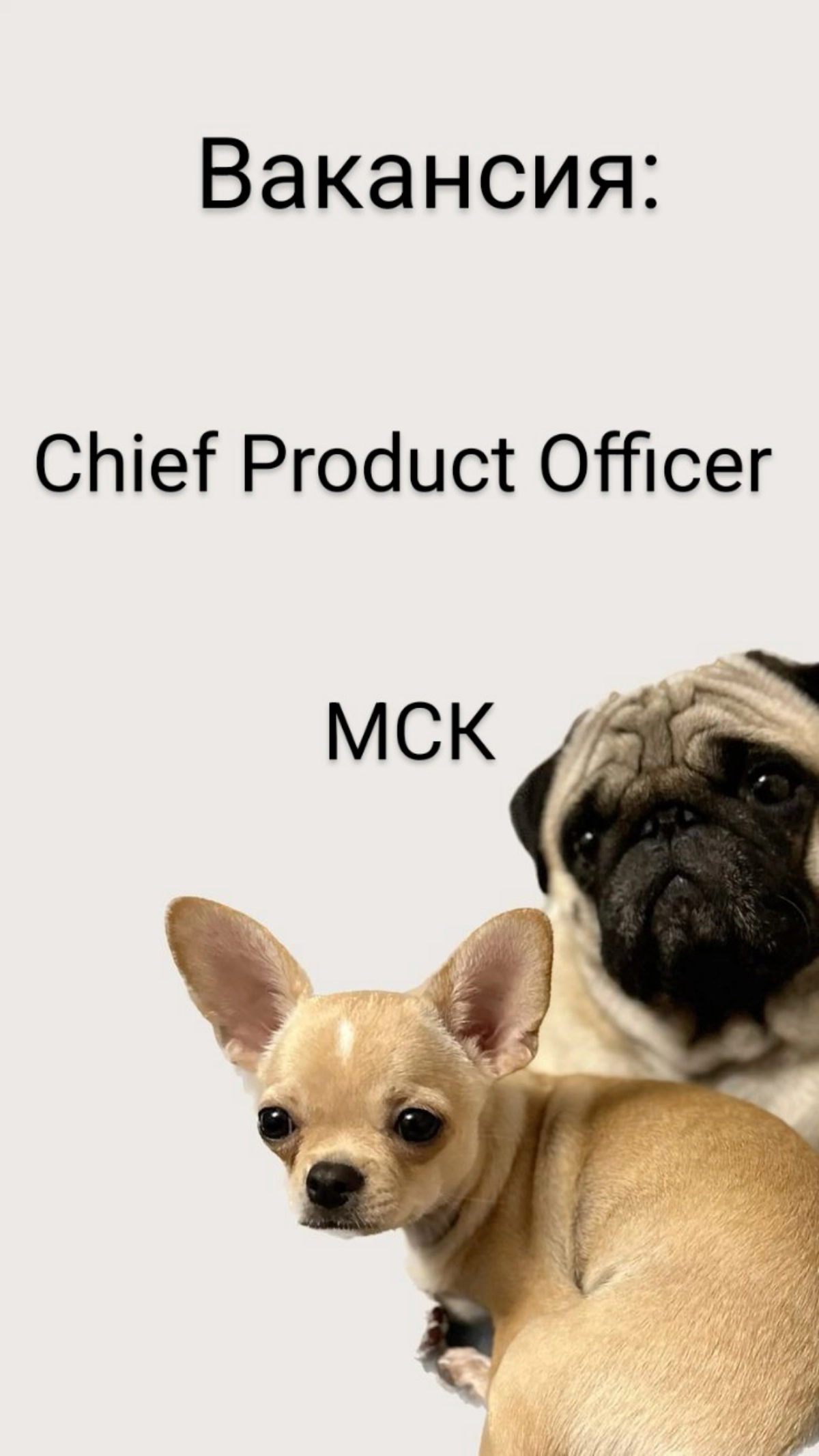 #ВАКАНСИЯ: Chief Product Officer
КОМПАНИЯ: Skyeng — трендсеттеры в онлайн-образовании | Сетка — новая социальная сеть от hh.ru