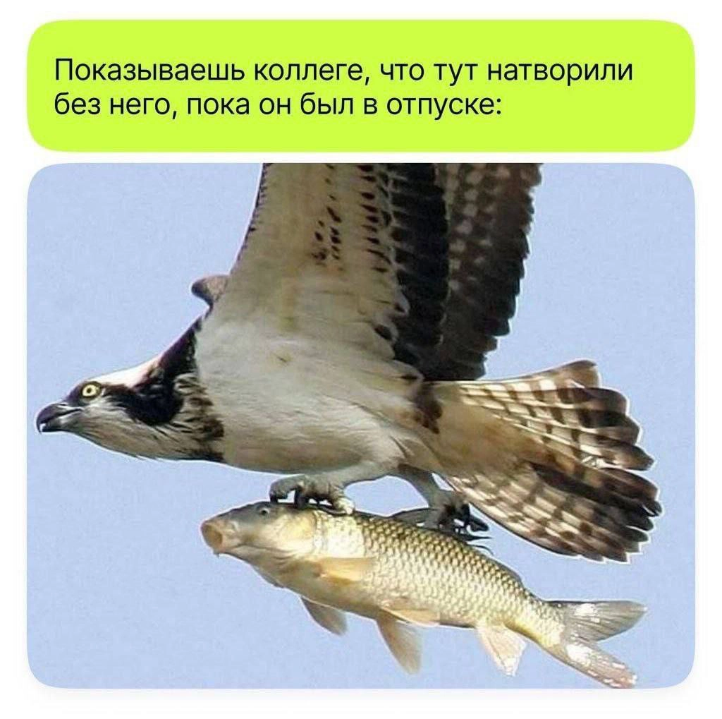Сетка — новая социальная сеть от hh.ru