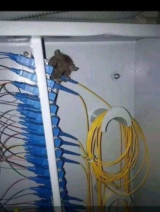 mouse in the middle | Сетка — новая социальная сеть от hh.ru