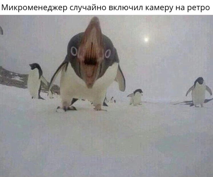 Опа мем | Сетка — новая социальная сеть от hh.ru