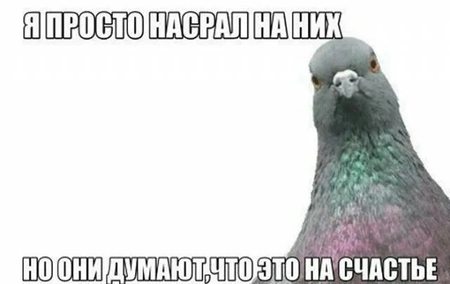 Когда на тебя срет голубь, это хорошо или плохо? | Сетка — новая социальная сеть от hh.ru