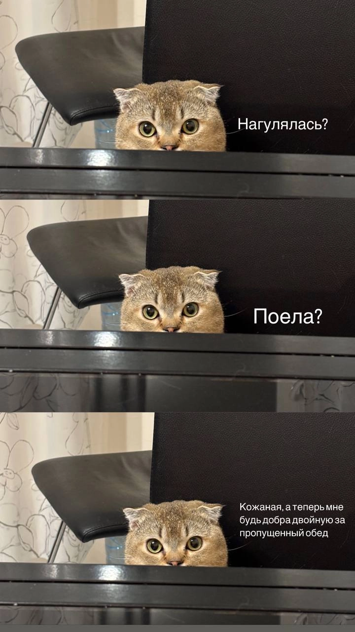 А ваши коты тоже вами манипулируют без слов? | Сетка — новая социальная сеть от hh.ru