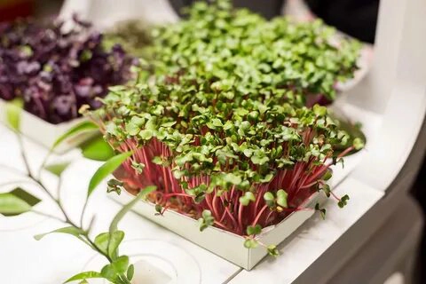 👋ВАС ПРИВЕТСТВУЕТ "MicroGreens from Ladymari "❤️
ДОРОГИЕ МОИ ЧИТАТЕЛИ ПРОВЕДЁМ ОБЗОР ПРОРОСТКОВ МИКРОЗЕЛЕНИ👋  
🌾ПРОРОСТКИ НОВАЯ ЖИЗНЬ— это семена, которые уже пробудились к жизни, начали развиваться и... | Сетка — новая социальная сеть от hh.ru