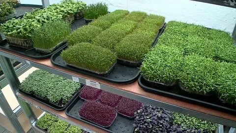 👋ВАС ПРИВЕТСТВУЕТ "MicroGreens from Ladymari "❤️
ДОРОГИЕ МОИ ЧИТАТЕЛИ ПРОВЕДЁМ ОБЗОР ПРОРОСТКОВ МИКРОЗЕЛЕНИ👋  
🌾ПРОРОСТКИ НОВАЯ ЖИЗНЬ— это семена, которые уже пробудились к жизни, начали развиваться и... | Сетка — новая социальная сеть от hh.ru