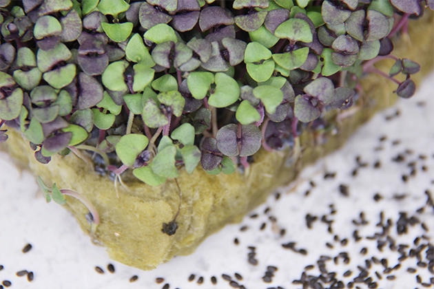 👋ВАС ПРИВЕТСТВУЕТ "MicroGreens from Ladymari "❤️
ДОРОГИЕ МОИ ЧИТАТЕЛИ ПРОВЕДЁМ ОБЗОР ПРОРОСТКОВ МИКРОЗЕЛЕНИ👋  
🌾ПРОРОСТКИ НОВАЯ ЖИЗНЬ— это семена, которые уже пробудились к жизни, начали развиваться и... | Сетка — новая социальная сеть от hh.ru
