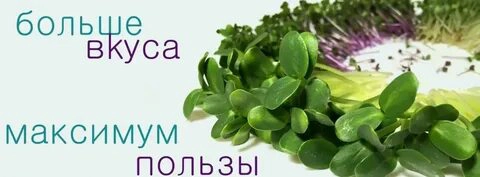 🌾КАКАЯ МИКРОЗЕЛЕНЬ ЛУЧШЕ? РАССМОТРИМ НЕСКОЛЬКО ВИДОВ ПОПУЛЯРНОЙ МИКРОЗЕЛЕНИ 🔥  
🧐ОТ ЧЕГО ЗАВИСИТ ВЫБОР?
Ответ на вопрос, какая микрозелень лучше, индивидуален | Сетка — новая социальная сеть от hh.ru