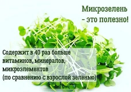 🌾КАКАЯ МИКРОЗЕЛЕНЬ ЛУЧШЕ? РАССМОТРИМ НЕСКОЛЬКО ВИДОВ ПОПУЛЯРНОЙ МИКРОЗЕЛЕНИ 🔥  
🧐ОТ ЧЕГО ЗАВИСИТ ВЫБОР?
Ответ на вопрос, какая микрозелень лучше, индивидуален | Сетка — новая социальная сеть от hh.ru