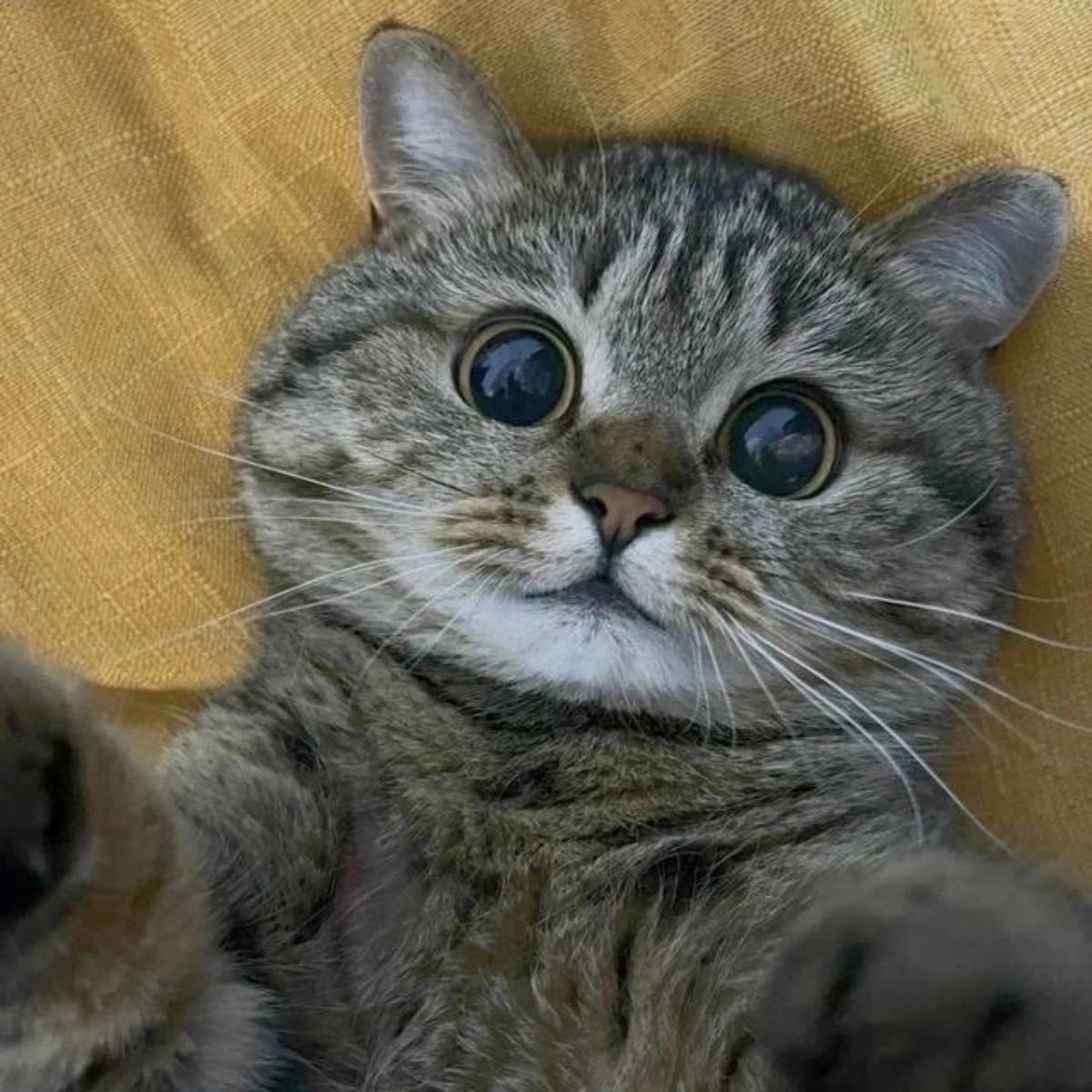 Subscriber avatar