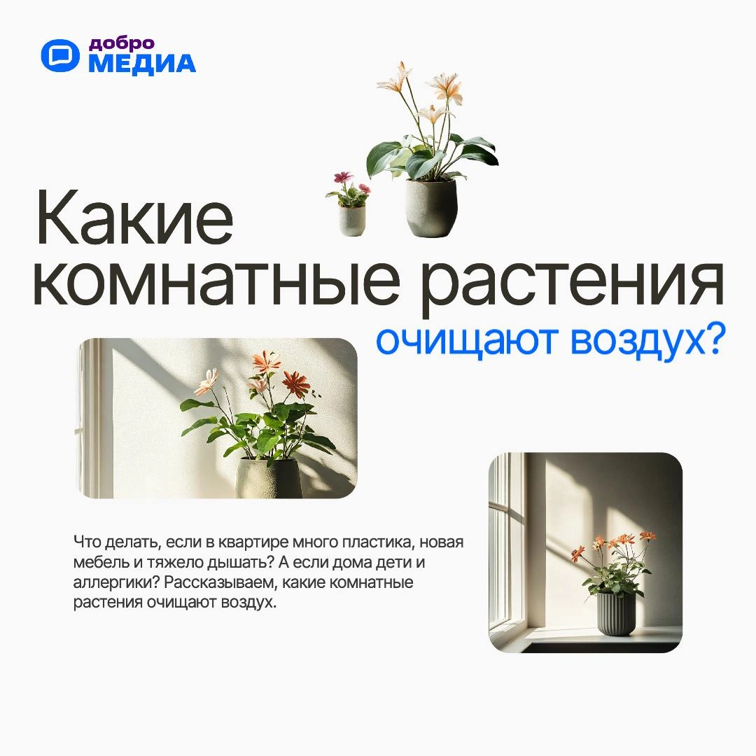 🪴 Какие комнатные растения очищают воздух? Топ-7 советов, которые избавят вас от вредных веществ
Некоторые цветы способны поглощать токсины, которые выделяются из ламината, линолеума, мебели | Сетка — новая социальная сеть от hh.ru