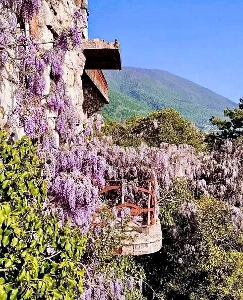 🌸 Глициния — звезда апреля, которая превращает всё вокруг в сказку! Лиана семейства бобовых захватывает дома и деревья, усыпая их гроздьями пышных сиреневых соцветий 💜✨
⏰ Цветение длится всего 2 недел... | Сетка — новая социальная сеть от hh.ru