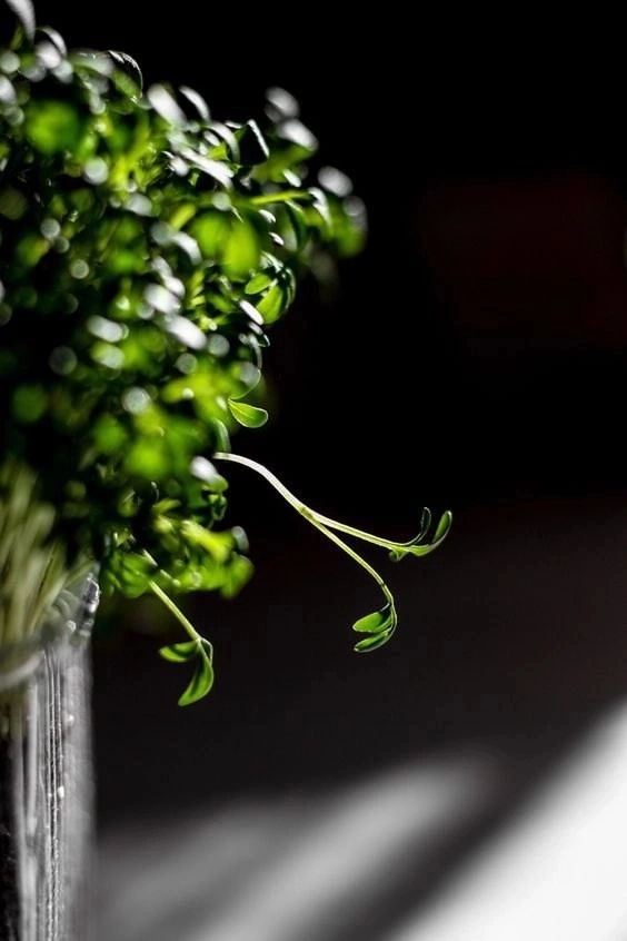 🌱 САМАЯ СОЧНАЯ МИКРОЗЕЛЕНЬ ДЛЯ ДЕТЕЙ! 🥦  
Хотите, чтобы ваши дети получали больше витаминов и минералов? Добавьте в их рацион микрозелень! 🚀 Это просто, вкусно и полезно | Сетка — новая социальная сеть от hh.ru