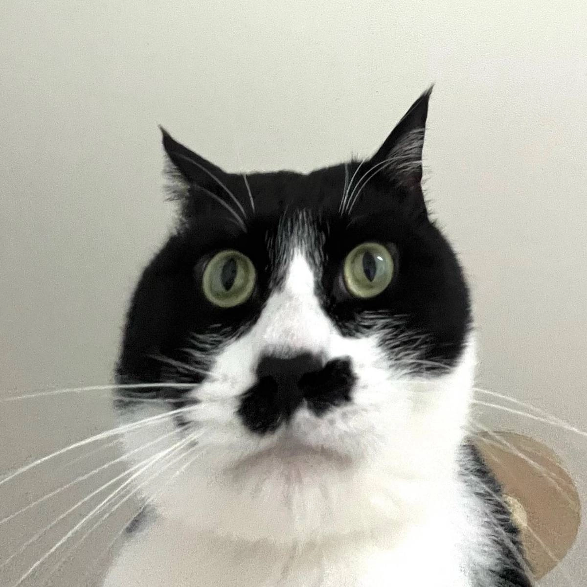 channel avatar