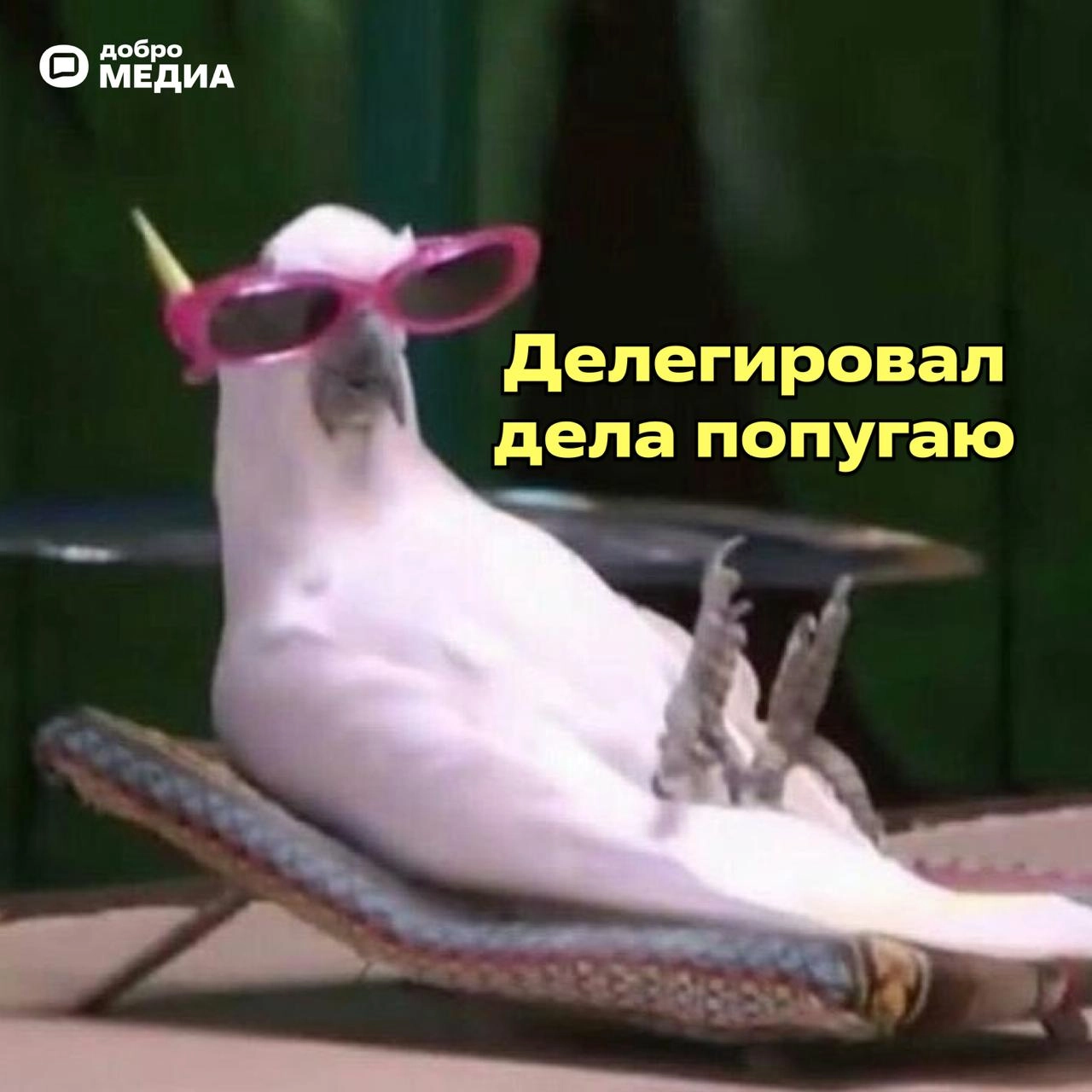 Ваш цифровой сигнал "Не беспокоить": эксклюзивные аватарки от Добро | Сетка — новая социальная сеть от hh.ru