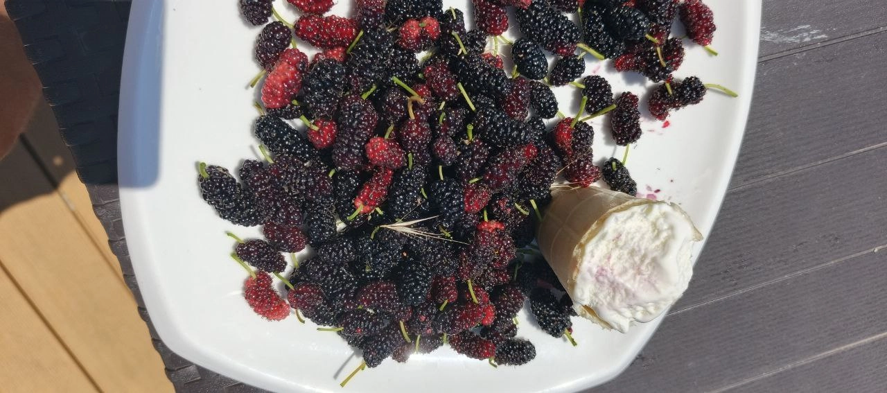 Тутовник, шелковица, тютина, тута — сюда🍒
Очень интересная ягодка, которую я впервые попробовал буквально на днях
И всё благодаря сторис: сначала одной подруги, потом другой, потом местных — все жрут ... | Сетка — новая социальная сеть от hh.ru