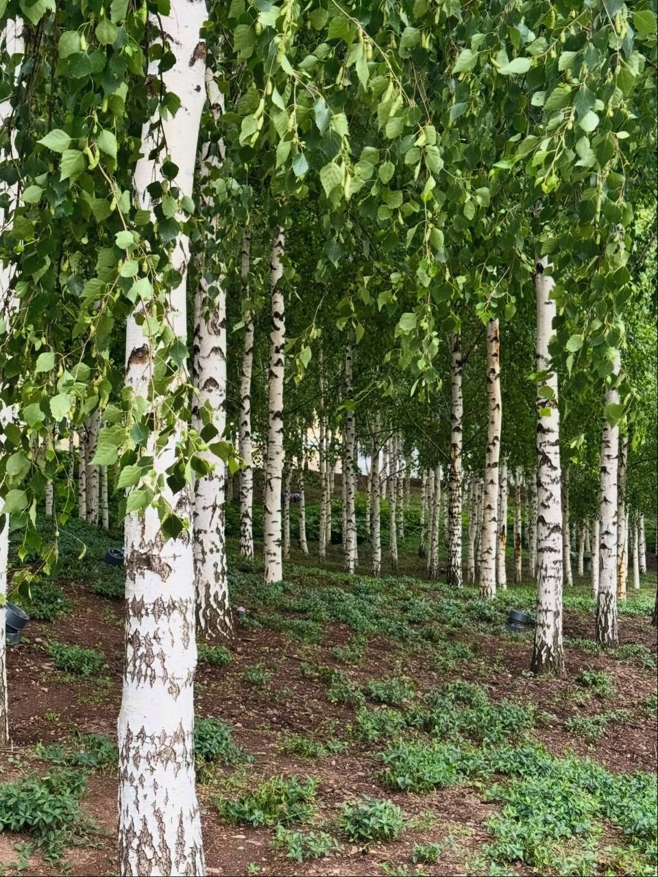 🌳Березовая роща за домом культуры «ГЭС-2»
Здесь растут 620 берёз, создающих уютную атмосферу и скрывающих промышленные постройки поблизости | Сетка — социальная сеть от hh.ru