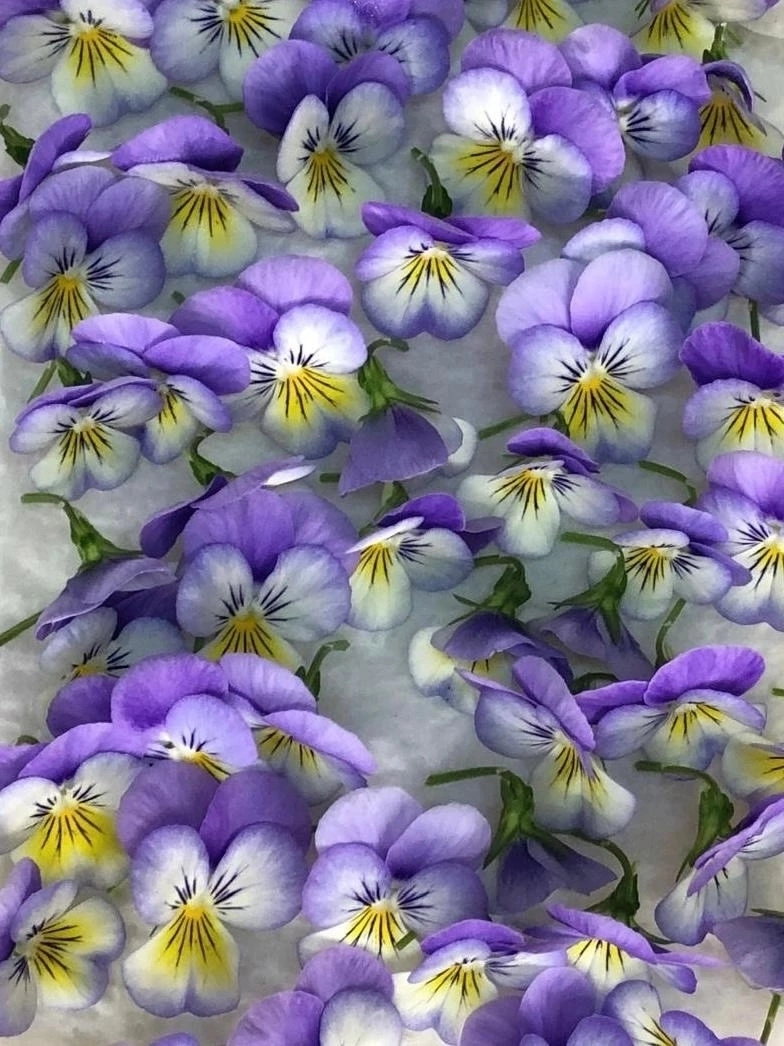 🌸 ПРИВЕТ, ДОРОГИЕ ДРУЗЬЯ! 🌼  
Сегодня замечательный день, и я хочу поговорить с вами о съедобных цветах — фиалках! 💜 Эти маленькие красавицы не только радуют глаз, но и полезны для нашего здоровья | Сетка — новая социальная сеть от hh.ru
