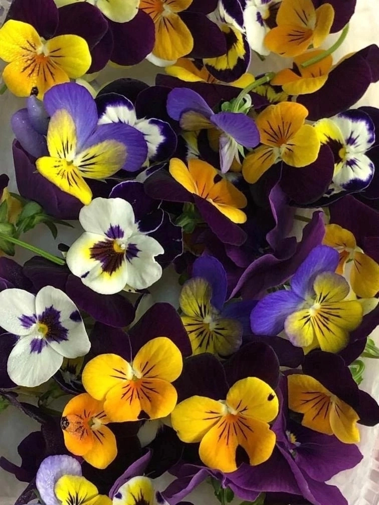 🌸 ПРИВЕТ, ДОРОГИЕ ДРУЗЬЯ! 🌼  
Сегодня замечательный день, и я хочу поговорить с вами о съедобных цветах — фиалках! 💜 Эти маленькие красавицы не только радуют глаз, но и полезны для нашего здоровья | Сетка — новая социальная сеть от hh.ru