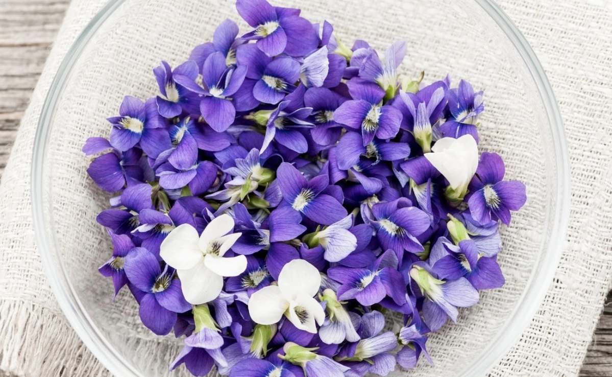 🌸 ПРИВЕТ, ДОРОГИЕ ДРУЗЬЯ! 🌼  
Сегодня замечательный день, и я хочу поговорить с вами о съедобных цветах — фиалках! 💜 Эти маленькие красавицы не только радуют глаз, но и полезны для нашего здоровья | Сетка — новая социальная сеть от hh.ru