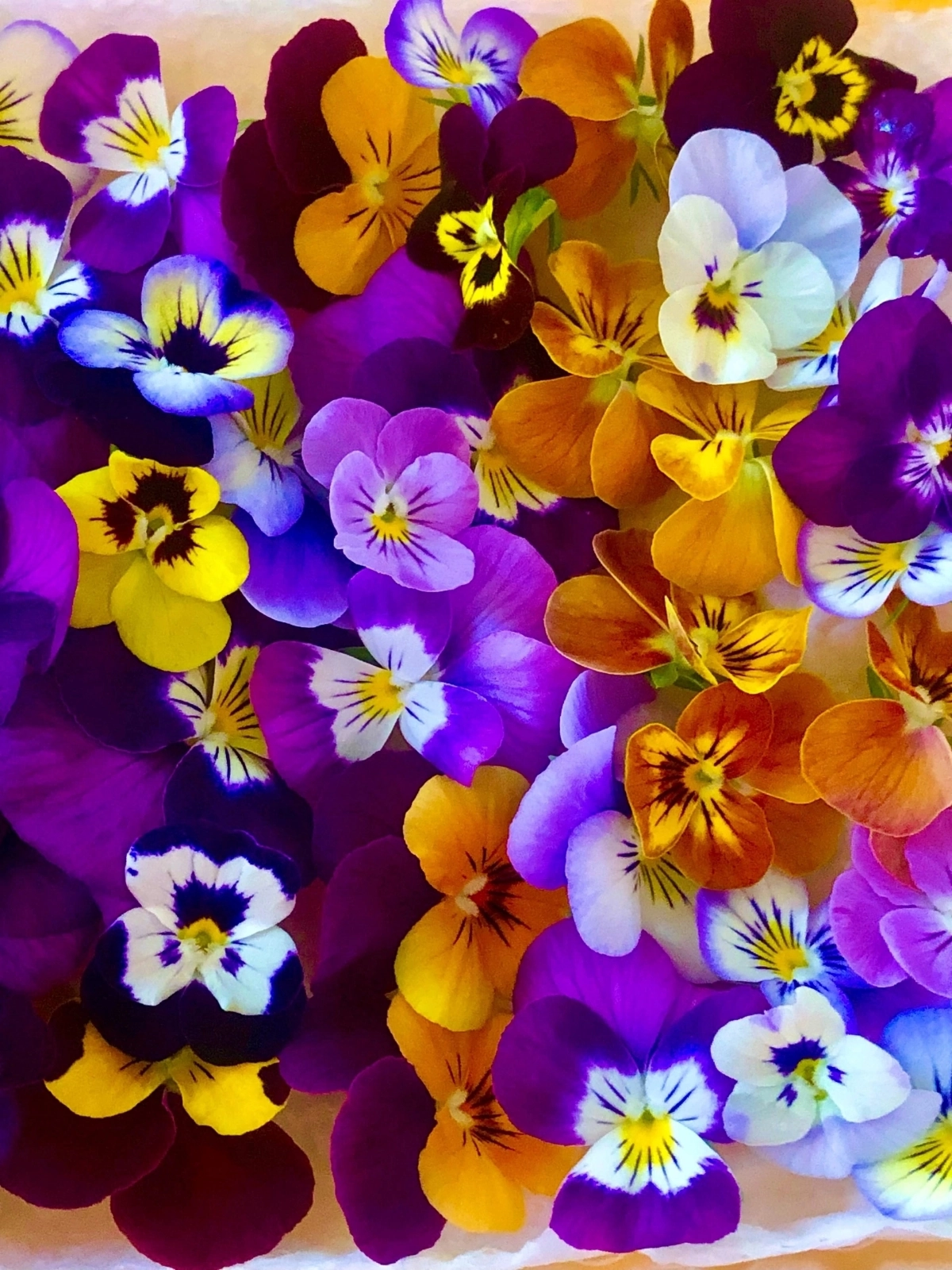 🌸 ПРИВЕТ, ДОРОГИЕ ДРУЗЬЯ! 🌼  
Сегодня замечательный день, и я хочу поговорить с вами о съедобных цветах — фиалках! 💜 Эти маленькие красавицы не только радуют глаз, но и полезны для нашего здоровья | Сетка — новая социальная сеть от hh.ru