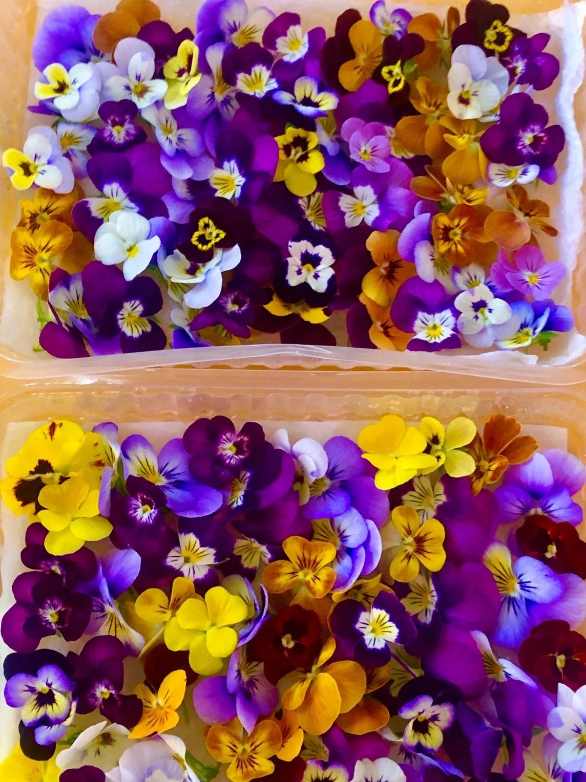 🌸 ПРИВЕТ, ДОРОГИЕ ДРУЗЬЯ! 🌼  
Сегодня замечательный день, и я хочу поговорить с вами о съедобных цветах — фиалках! 💜 Эти маленькие красавицы не только радуют глаз, но и полезны для нашего здоровья | Сетка — новая социальная сеть от hh.ru