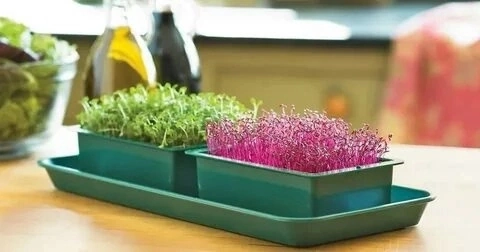 🌱 Друзья, давайте поговорим о МИКРОЗЕЛЕНИ, которая набирает популярность по всему миру! 💚  
В разных странах есть свои фавориты. Например, в США и Канаде в тренде брокколи, а в Европе — редис | Сетка — новая социальная сеть от hh.ru