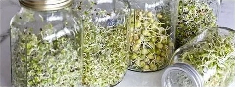 Привет 👋  
Сегодня выращиваем микрозелень подсолнечника в банке! 🌱 Легко и полезно!  
Как это делается? Сейчас расскажу! 😉  
Какой вкус? Свежий, с ореховыми нотками! 😋  
В чём польза? Витамины, минера... | Сетка — новая социальная сеть от hh.ru
