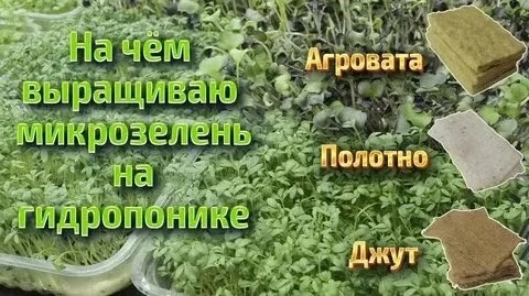Привет 👋 от LadyMari 👋  
Хочешь выращивать микрозелень необычным способом? 🌱 Сейчас расскажу!  
Вместо земли можно использовать… кокосовый субстрат! 🥥 Он отлично удерживает влагу и обеспечивает растен... | Сетка — новая социальная сеть от hh.ru