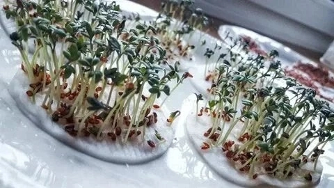 Привет, друзья! 👋😘  
Сегодня поговорим о микрозелени! 🌱 Что полезнее?  
Микрозелень на агровате?  
Микрозелень на гидропонике?  
Или просто ростки? 🤔  
Давайте разбираться!  
Микрозелень на агровате: ... | Сетка — новая социальная сеть от hh.ru