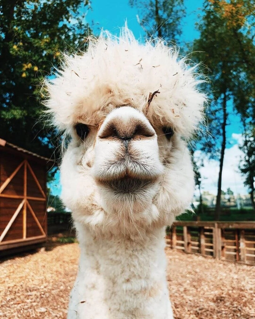 🦙Йога с альпаками проходит на ВДНХ
С 15 июля по 7 августа
Вт, чт 10:30-12:00
На полянке у большой белой веранды профессиональный тренер проведёт йогу для всех гостей, а в это время рядом будут пастись... | Сетка — социальная сеть от hh.ru