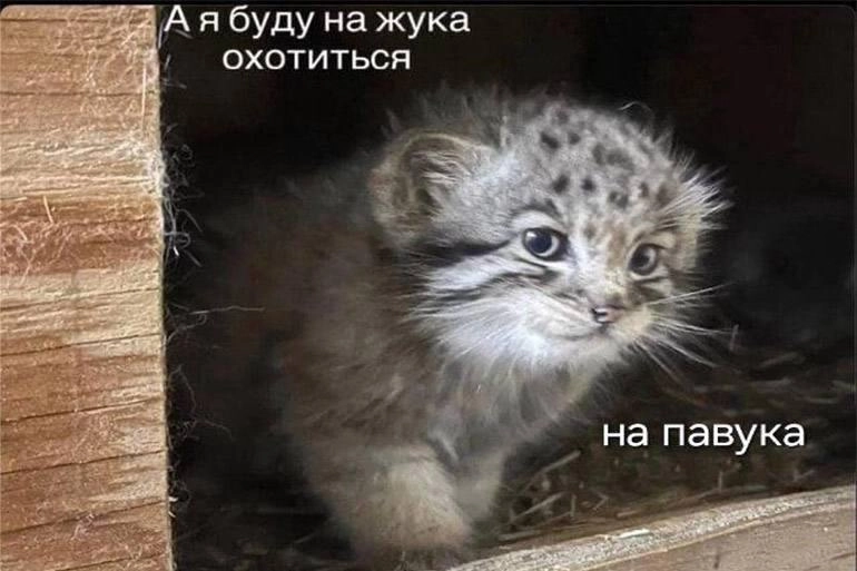 Появился новый мем — маленький манул, выглядывающий из-за угла со словами «А я буду на жука охотиться. На паука» | Сетка — новая социальная сеть от hh.ru