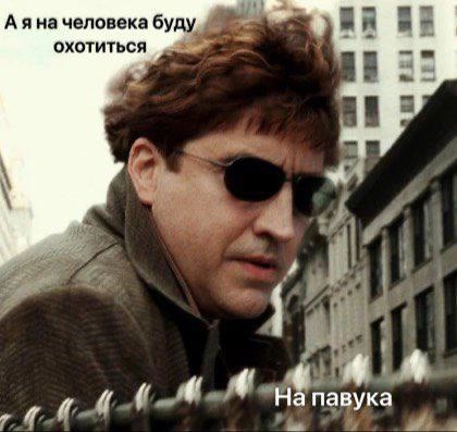 Появился новый мем — маленький манул, выглядывающий из-за угла со словами «А я буду на жука охотиться. На паука» | Сетка — новая социальная сеть от hh.ru