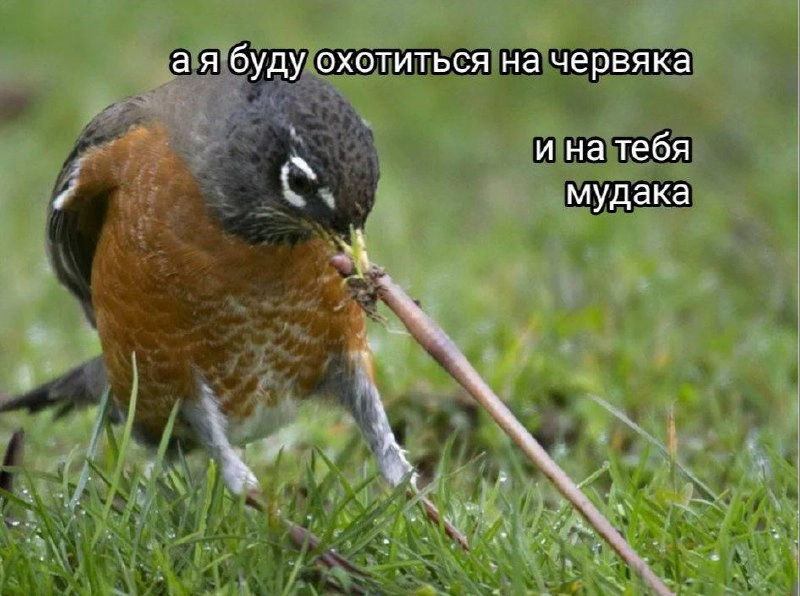 Появился новый мем — маленький манул, выглядывающий из-за угла со словами «А я буду на жука охотиться. На паука» | Сетка — новая социальная сеть от hh.ru