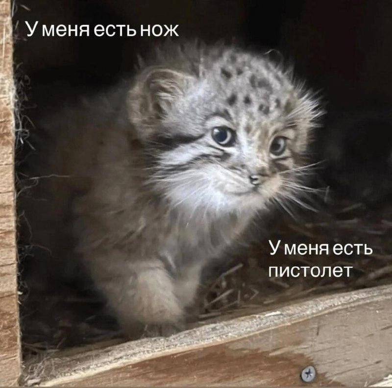 Появился новый мем — маленький манул, выглядывающий из-за угла со словами «А я буду на жука охотиться. На паука» | Сетка — новая социальная сеть от hh.ru