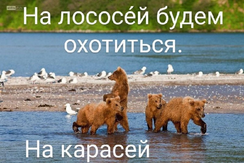 Появился новый мем — маленький манул, выглядывающий из-за угла со словами «А я буду на жука охотиться. На паука» | Сетка — новая социальная сеть от hh.ru