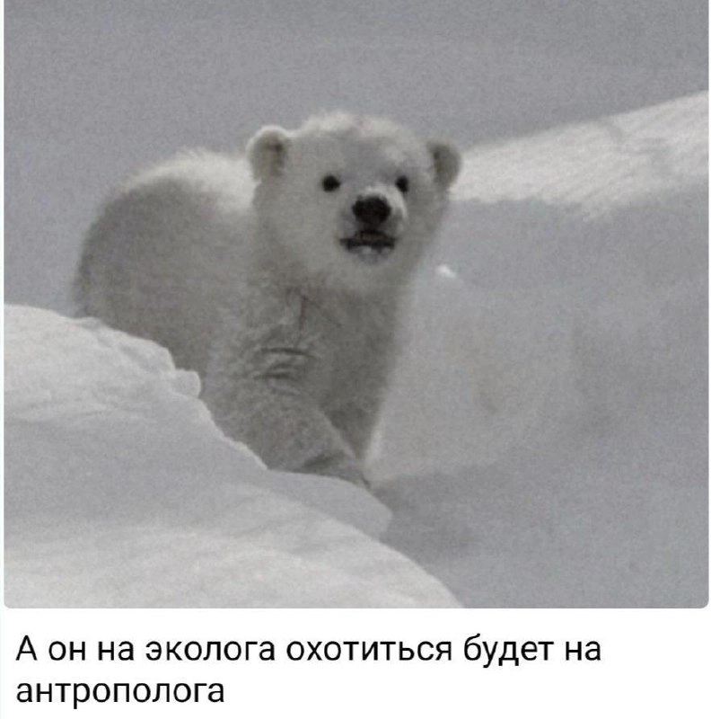 Появился новый мем — маленький манул, выглядывающий из-за угла со словами «А я буду на жука охотиться. На паука» | Сетка — новая социальная сеть от hh.ru