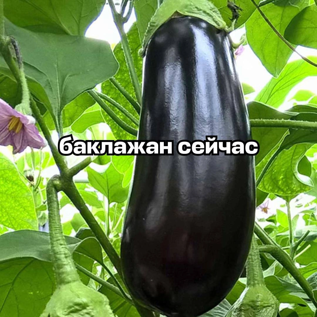 Аааа, в сети новый страннейший тренд с диким огурцом (и сюда, конечно же, успел вписаться Авиасейлс). Его невозможно объяснить, он даже хуже брейнрот-животных | Сетка — социальная сеть от hh.ru