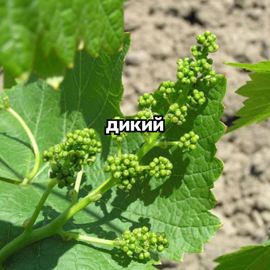 Аааа, в сети новый страннейший тренд с диким огурцом (и сюда, конечно же, успел вписаться Авиасейлс). Его невозможно объяснить, он даже хуже брейнрот-животных | Сетка — социальная сеть от hh.ru