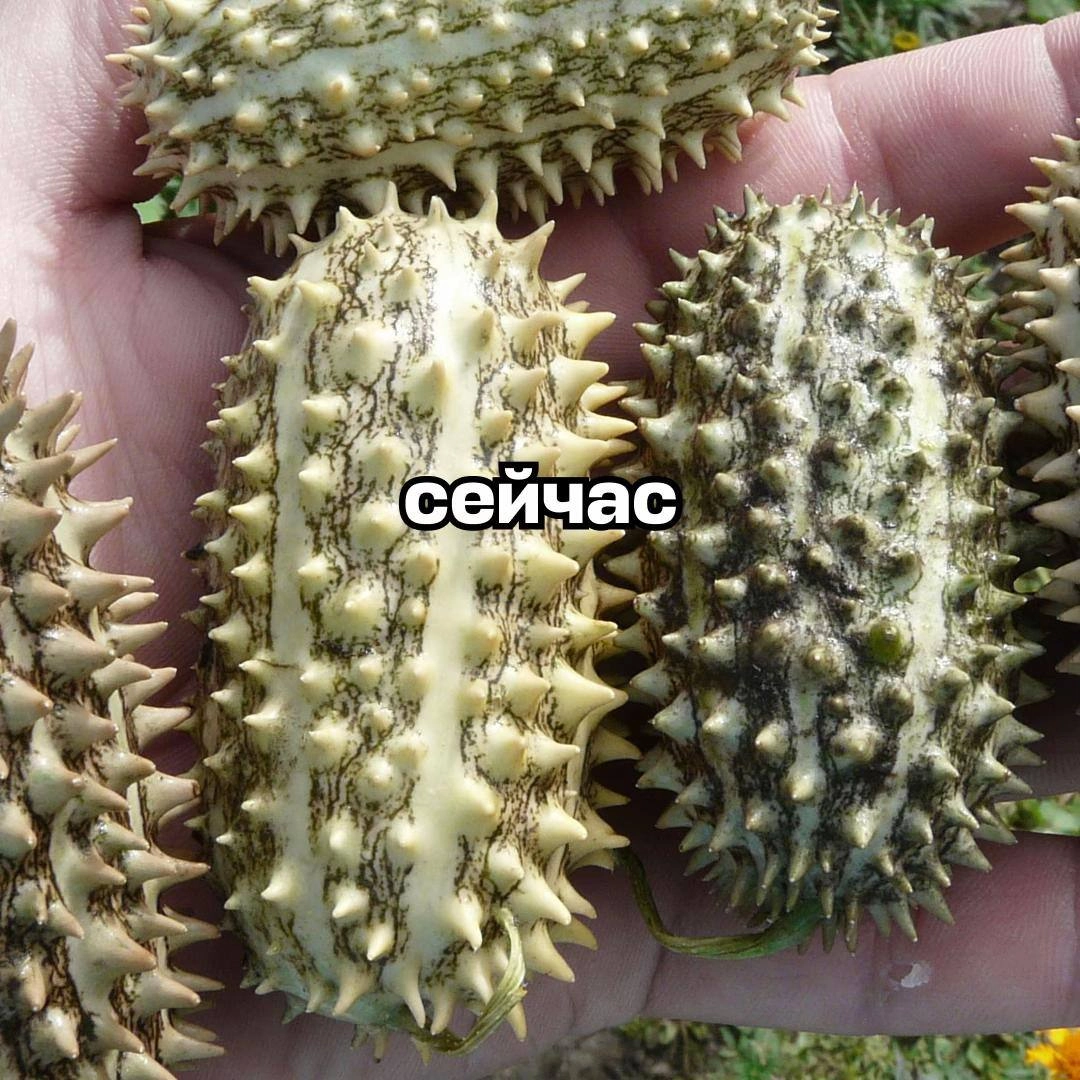 Аааа, в сети новый страннейший тренд с диким огурцом (и сюда, конечно же, успел вписаться Авиасейлс). Его невозможно объяснить, он даже хуже брейнрот-животных | Сетка — социальная сеть от hh.ru
